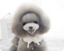 Adjustable Pet Collar With Pearl Lace Princess Dog Necklace 9-18 inches, Beige