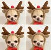 Chrimas Dog Winter Warm Clothing Cute Plush Coat Hoodies Pet Costume Jacket For Puppy French Bulldog Chihuahua Small Dog Clothing