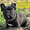 Adjustable Microfiber Leather Spiked Studded Dog Collar with a Squeak Ball Gift for Small Medium Large Pets Like Pit Bull/Bulldogs/Pugs/Husky