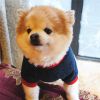 Letter Print Pet Sweater For Dog; Warm Dog Sweater; Winter Pet Apparel